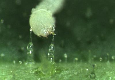 <I>Manduca sexta</I> Larva