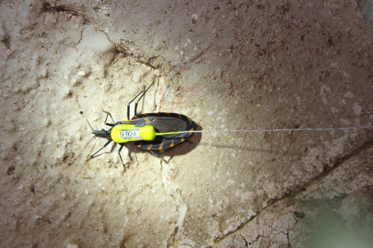 Kissing Bug with Radio Rransmitter