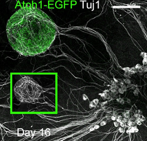 Innervated Organoids