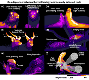 Co-adaptation between thermal biology and sexually selected traits