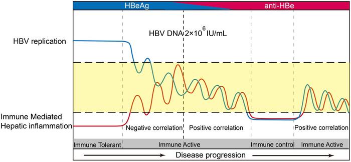 The Relationship between Viral Replication and the Severity of Hepatic Necroinflammatory Damage Changed before HBeAg Loss in Patients with Chronic Hepatitis B Virus Infection