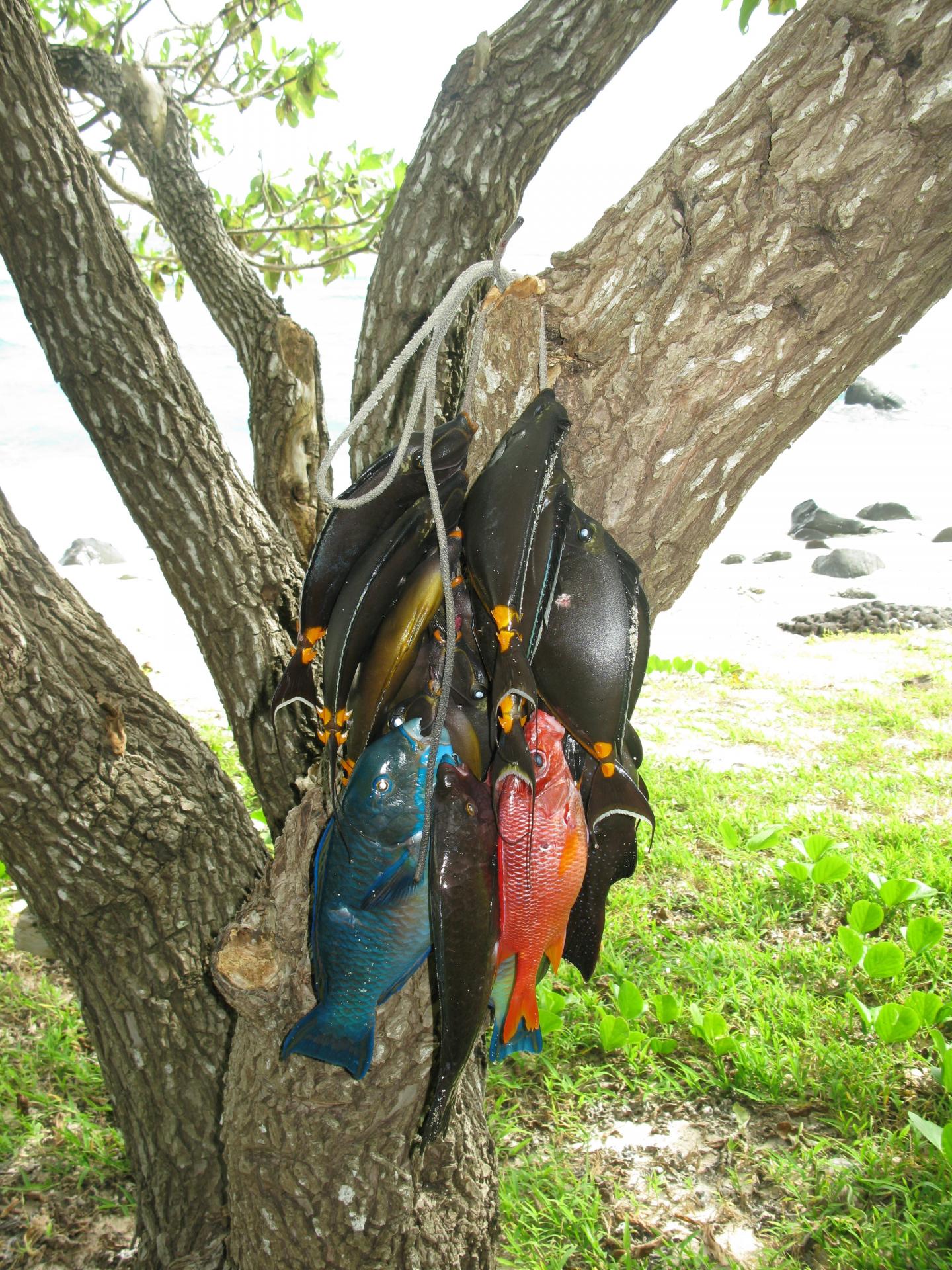 Catch Landed during a Periodic Harvest in Vanuatu
