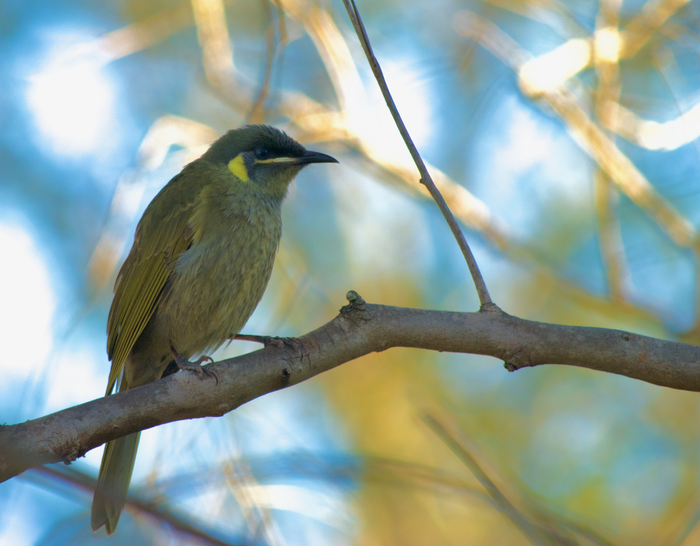 Lewin's honeyeater