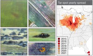 Tar spot of corn