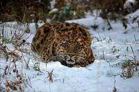 Leopard Photo 3