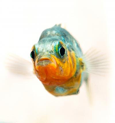 Adult Male Threespine Stickleback