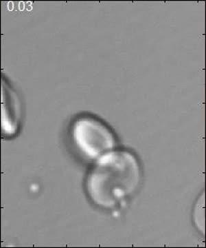 Delivery of a viable merozoite via optical tweezers