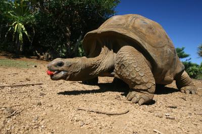 Aldabra tortoise