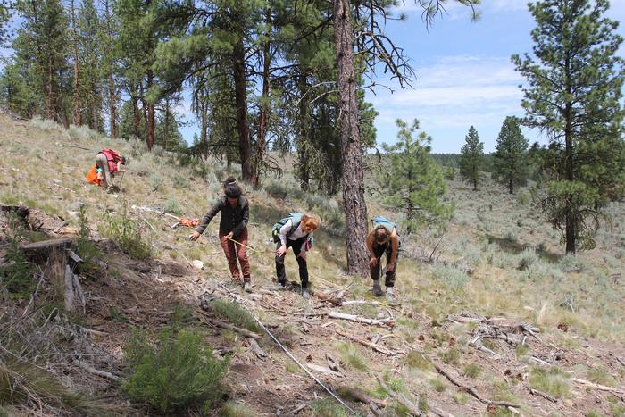 OSU field crew workers collect data in the Marshall Devine planning area in the Malheur National Forest in the southern Blue Mountains of Oregon (photo provided by James Johnston of the OSU College of Forestry).