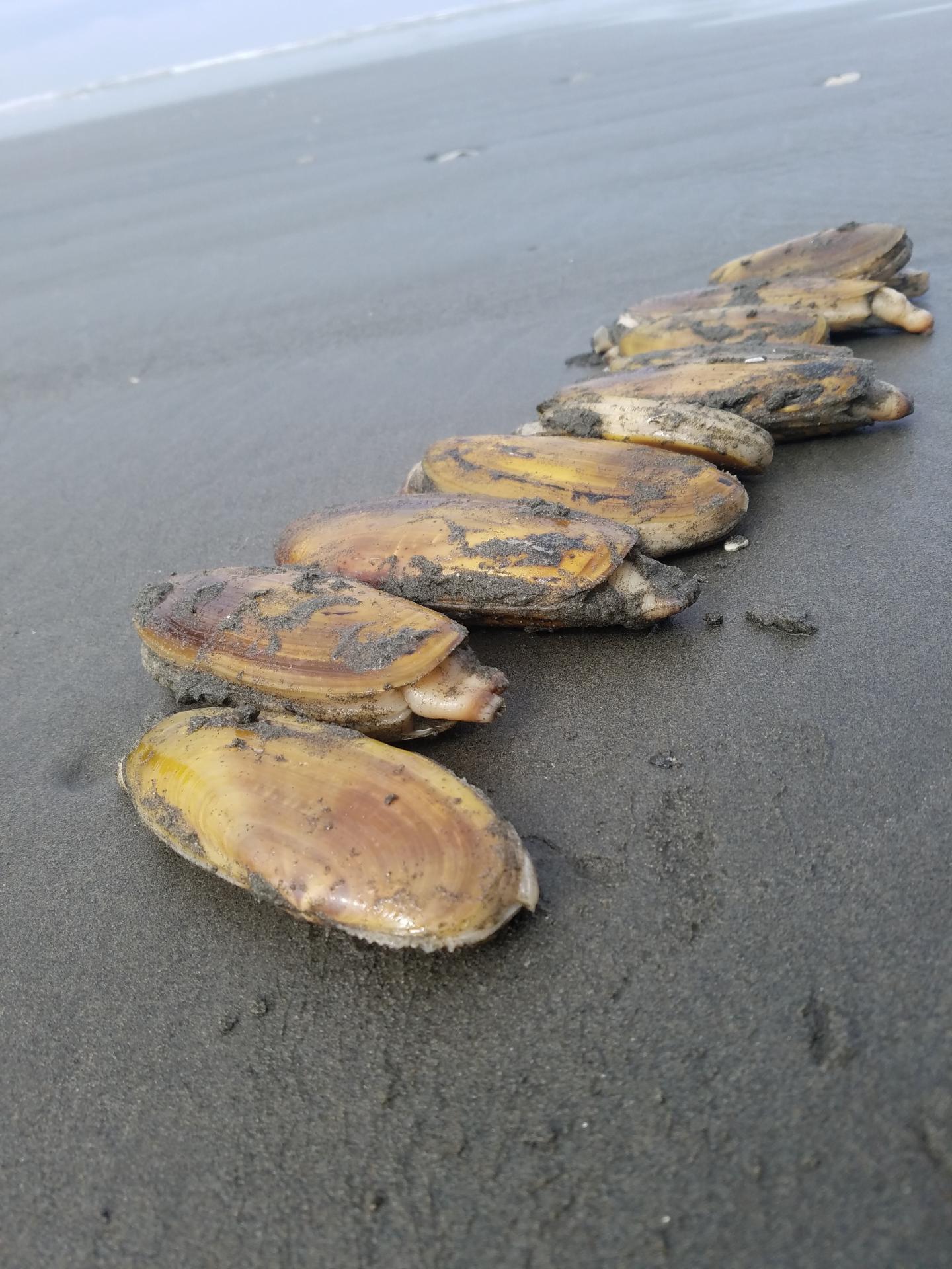 Razor clams on Olympic Coast