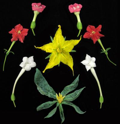 Tomato Flower (Center, Yellow) and Flowers of Related Solanaceae Family Plants
