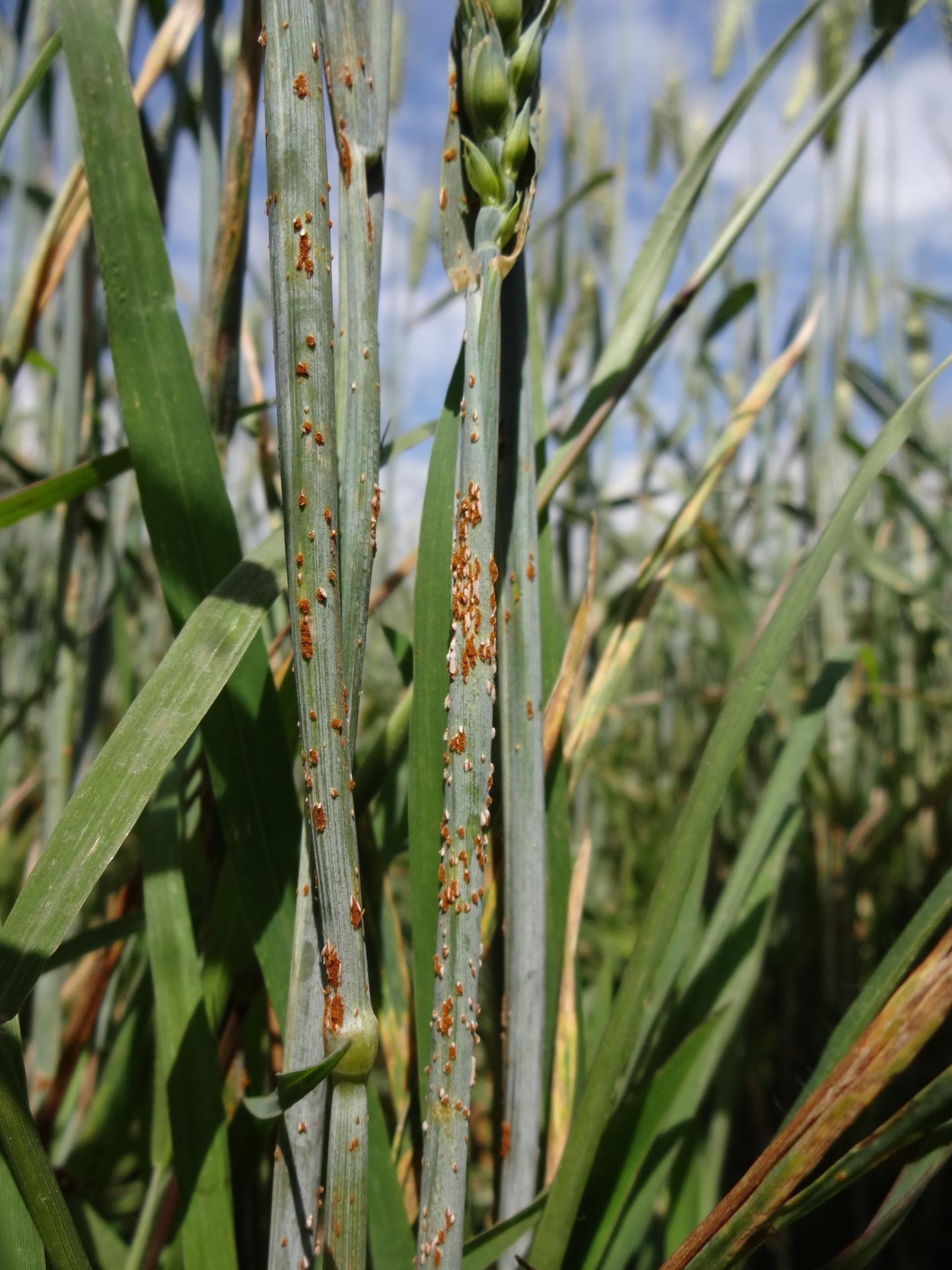 Wheat Stem Rust