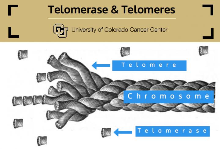 Telomerase and Telomeres