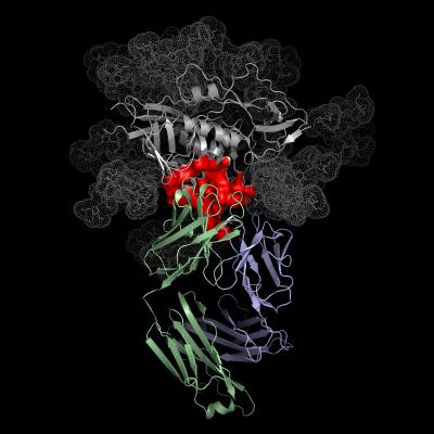 Atomic Structure of the Antibody VRC01 Binding to HIV