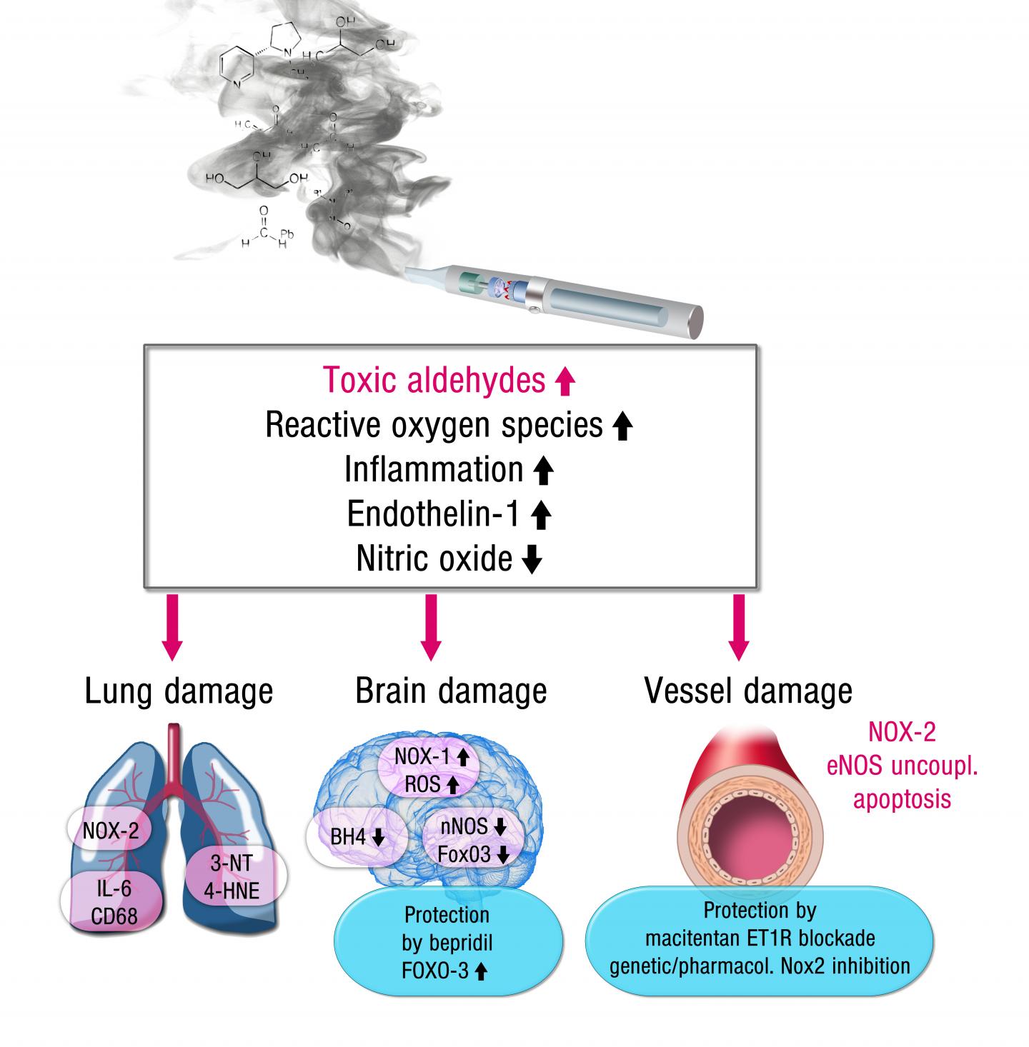 How E-Cigarettes Damage the Brain, Blood Vessels and Lungs