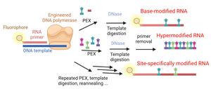 Synthesis of base-modified RNA using engineered DNA polymerases