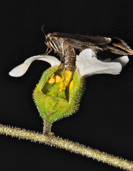 Pollination of <i>Lithophragma</i> Flower