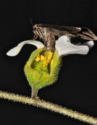 Pollination of <i>Lithophragma</i> Flower