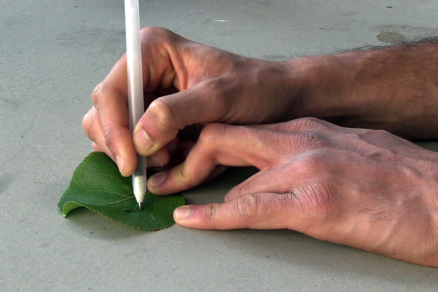 Sensors on a Leaf