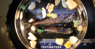 Lanternfish