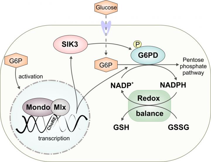 Dietary Sugar Sensing
