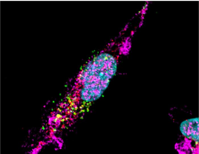 Red blood cell extracellular vesicles (RBCEVs)