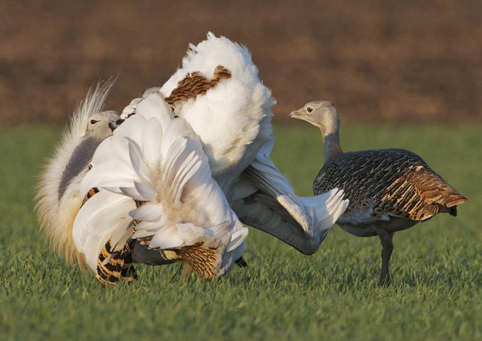 Great Bustard