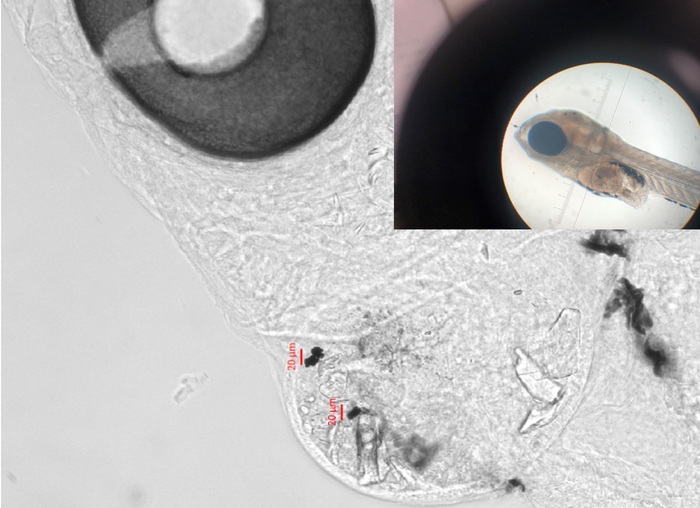 Inland silverside with micro-sized tire particles