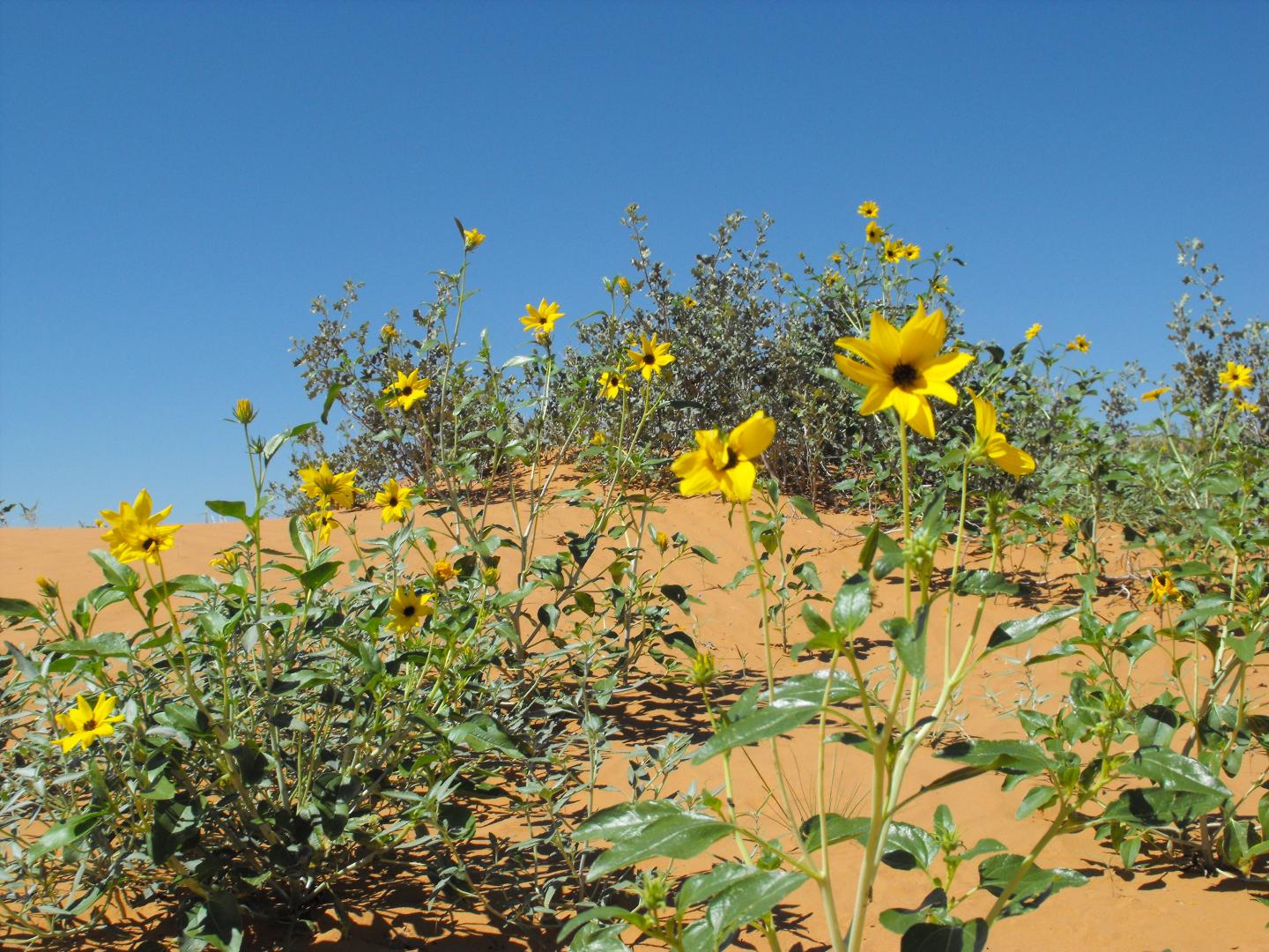 Utah Wild Sunflowers