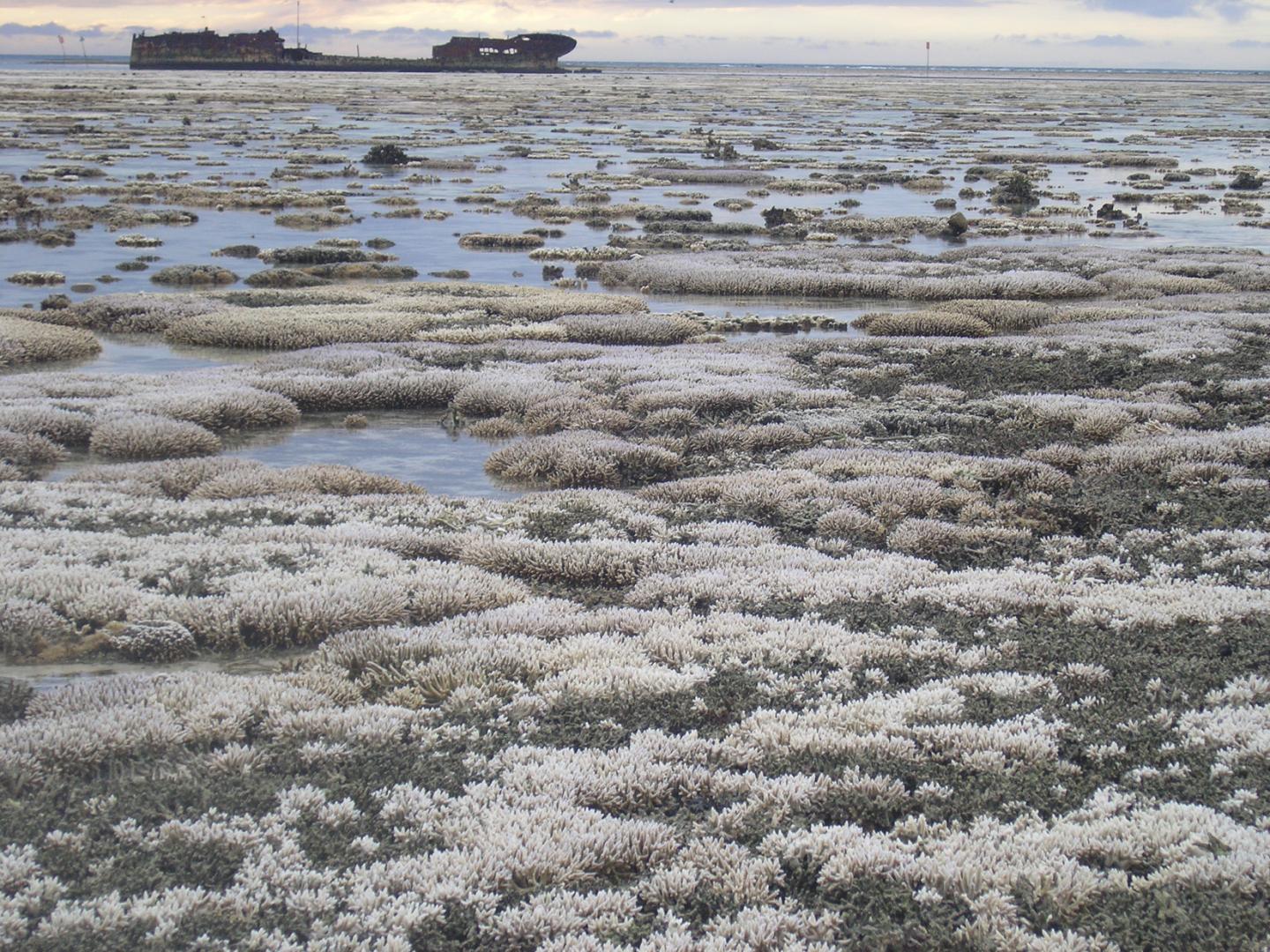 Bleached Reef