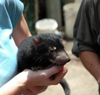Scientists Sequence Endangered Tasmanian Devil's Genome (2 of 3)
