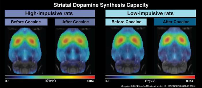 Dopamine production is not behind vulnerability to cocaine abuse