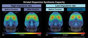 Dopamine production is not behind vulnerability to cocaine abuse