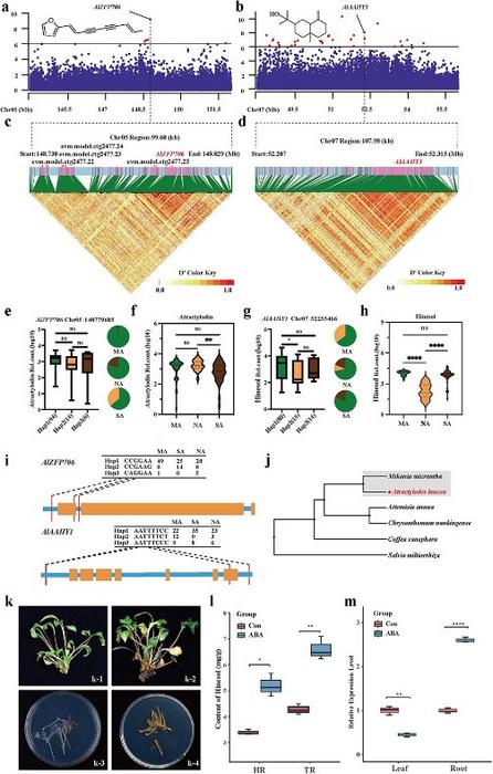 Identification of genes associated with medicinal quality traits of A. lancea.