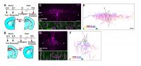 The Size Of Axonal Arbors Of Transplanted Chandelier Cells Is Dependent On Host Cortical Environment