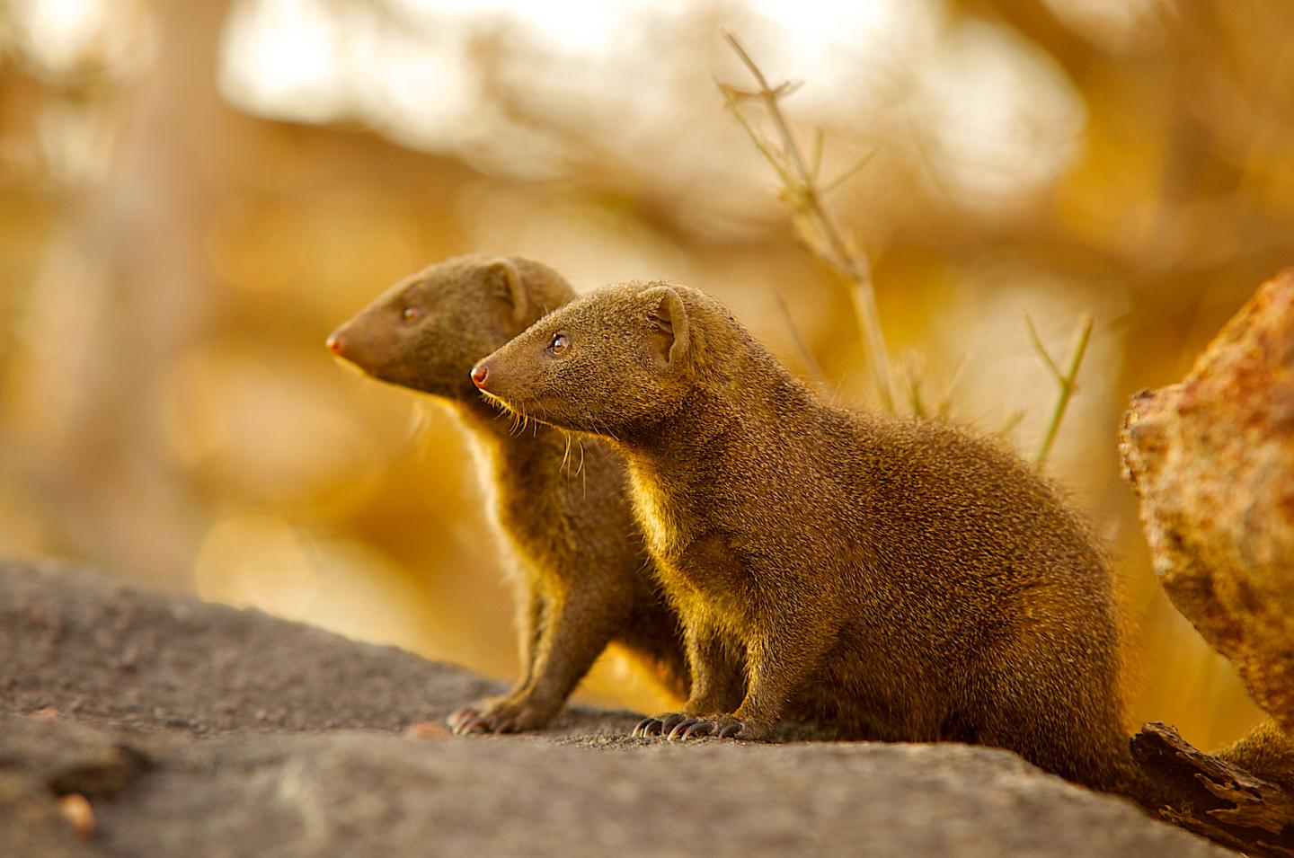 Mongoose Sentinels