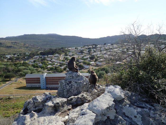 Baboons in Cape Town, South Africa