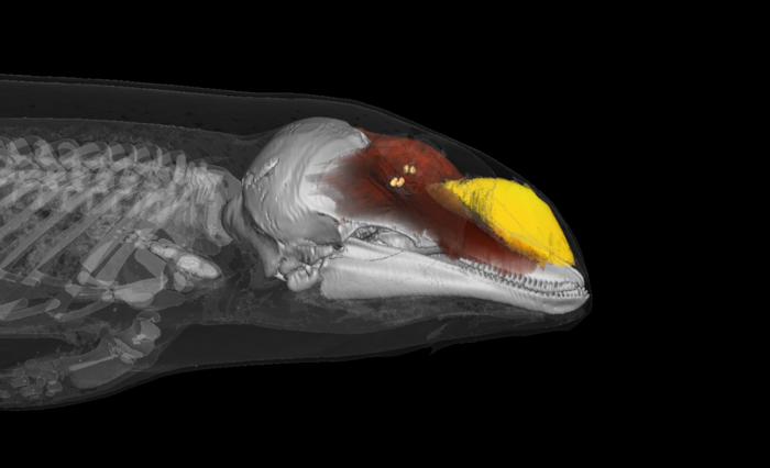 MR scan of porpoise head w two pairs of phonic lips