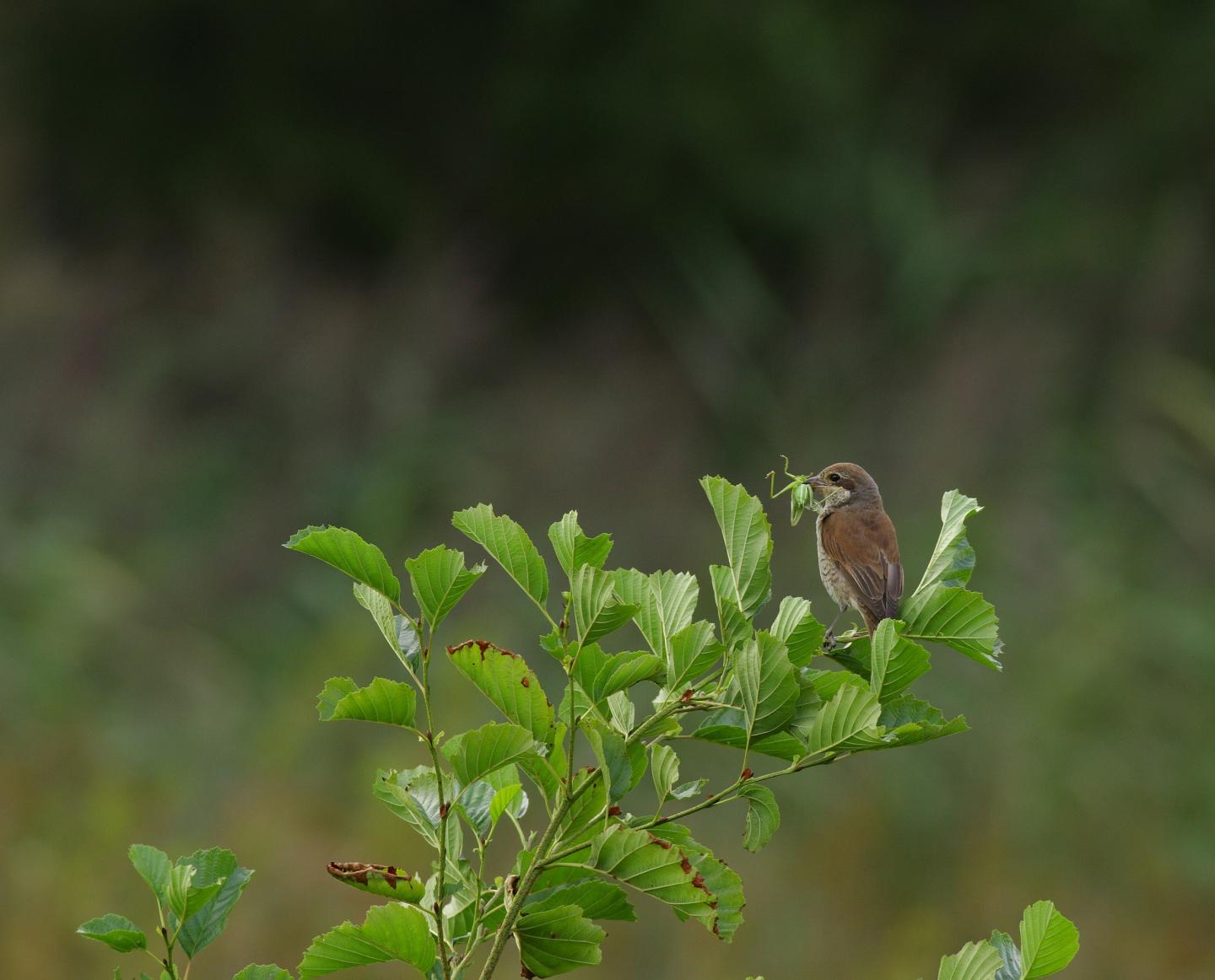 Migrating Birds 'Surf The Green Wave,' Tracki | EurekAlert!