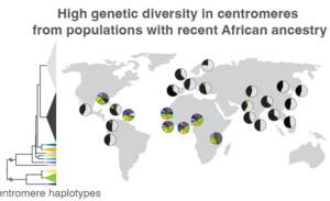 High genetic diversity in centromeres from populations with recent African ancestry