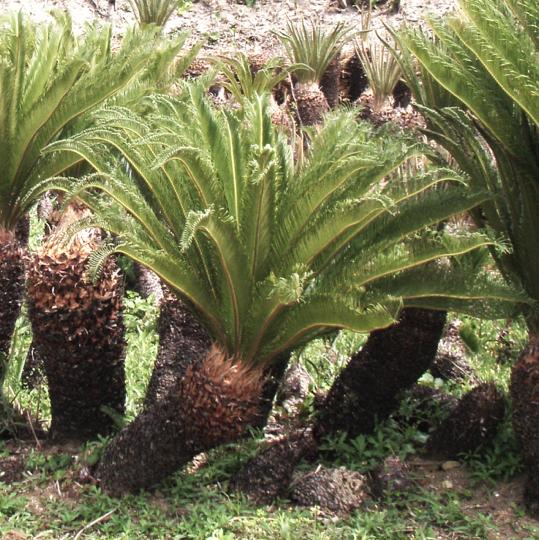 Cycad Plants [IMAGE] | EurekAlert! Science News Releases