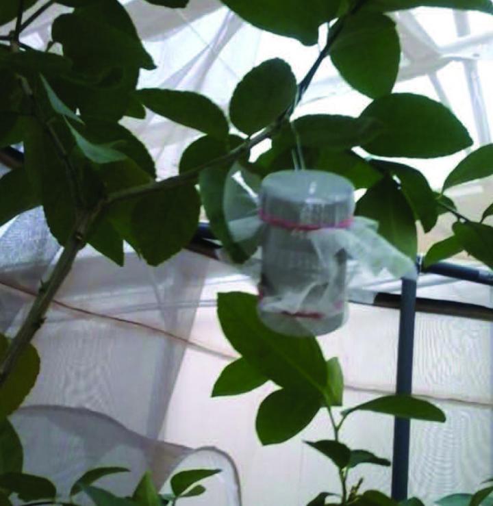 Cage The Fly: Walk-In Field Cages To Assess Mating Compatibility In Pest Fruit Flies (2/2)