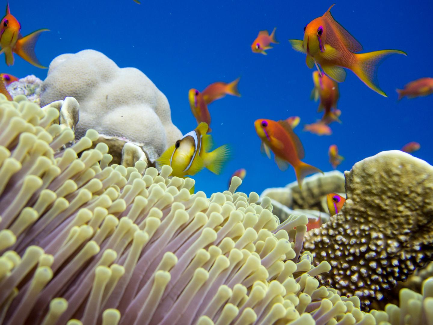 Algae, Friends of Coral, Produce an Antioxidant That May Help Combat Salty Stress (3 of 11)