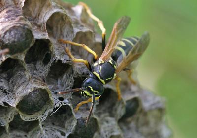 <i>Polistes helveticus</i>