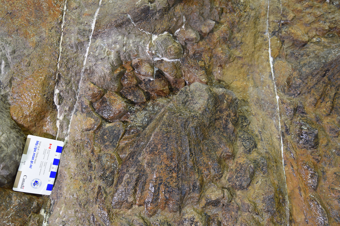 Injured and healed spike on Zuul's right side