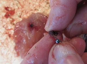 Shot pellet being extracted from pheasant carcass