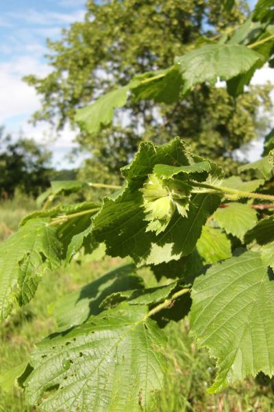 <I>Corylus avellana</I>