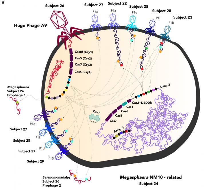 Huge Phages Carry CRISPR Arrays, Cas Protein Genes