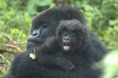 Gorilla Mom and Infant
