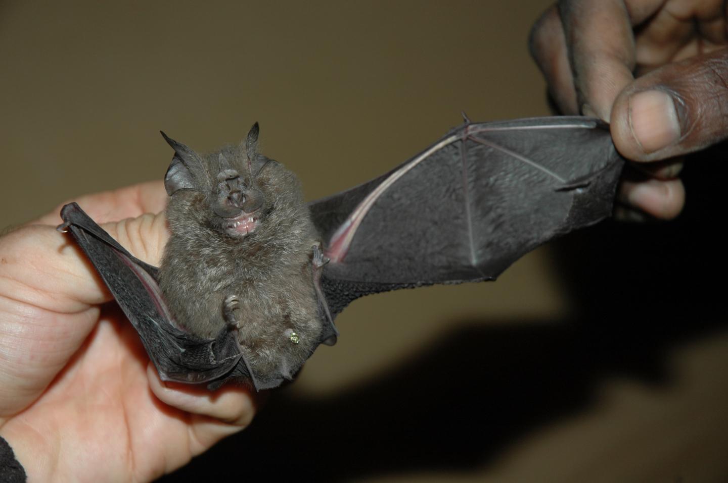 Willard's Horseshoe Bat